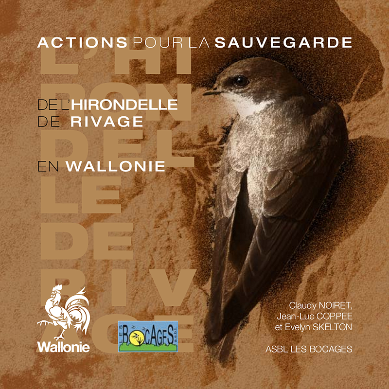 Actions pour la sauvegarde des hirondelles de Rivage en Wallonie [2020] (numérique)