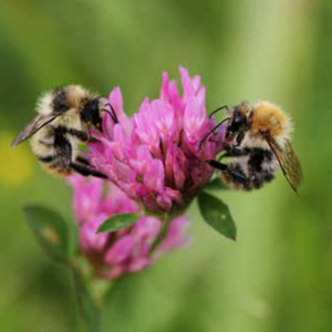 AgriNature № 09. Abeilles sauvages, bourdons et autres insectes pollinisateurs (numérique)