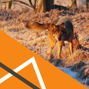 Aktionsplan für ein ausgewogenes Zusammenleben von Mensch und Wolf in der Wallonie [2020] (numérique)