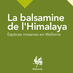 Espèces invasives en Wallonie. La balsamine de l'Himalaya [2016] (numérique)