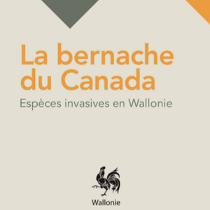 Espèces invasives en Wallonie. La bernache du Canada [2016] (numérique)