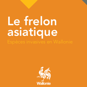 Espèces invasives en Wallonie. Le frelon asiatique [2016] (numérique)