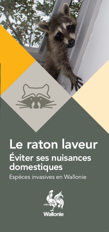 Espèces invasives en Wallonie. Le raton laveur. Éviter ses nuisances domestiques [2023] (papier)