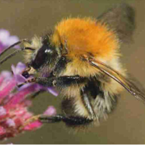 Éventail environnement / Clé visuelle. Découvrir les abeilles de nos régions. Petit guide des espèces les plus fréquentes en Wallonie - Été [2020] (papier-numérique)