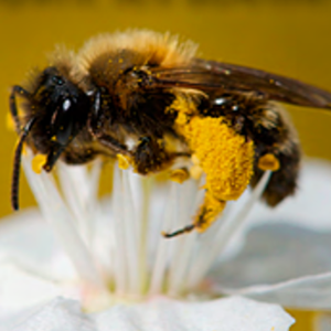 Éventail environnement / Clé visuelle. Découvrir les abeilles de nos régions. Petit guide des espèces les plus fréquentes en Wallonie. Printemps [2020] (papier-numérique)