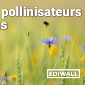 Éventail environnement / Clé visuelle. Découvrir les pollinisateurs de nos jardins [2021] (numérique)