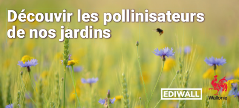 Éventail environnement / Clé visuelle. Découvrir les pollinisateurs de nos jardins [2021] (papier)