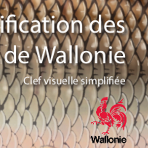 Éventail environnement / Clé visuelle. Identification des poissons de Wallonie [2021] (numérique)