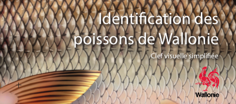 Éventail environnement / Clé visuelle. Identification des poissons de Wallonie [2021] (numérique)