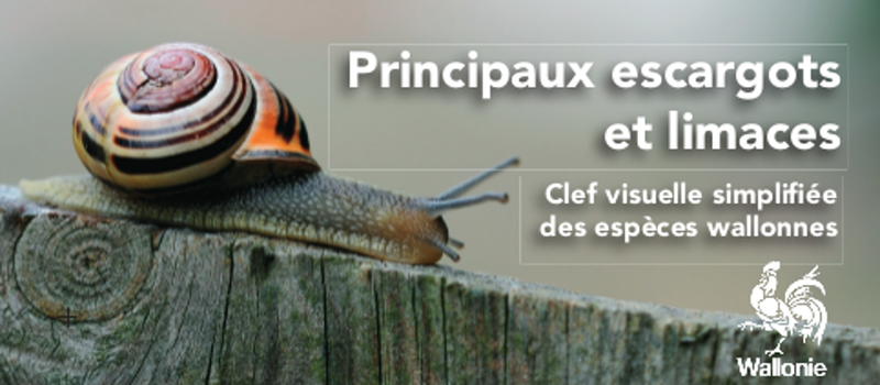 Éventail environnement / Clé visuelle. Principaux escargots et limaces [2021] (papier)