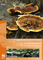 Faune - Flore - Habitats № 10. Les polypores de Wallonie. Tome II. Catalogue des espèces [2021] (papier)
