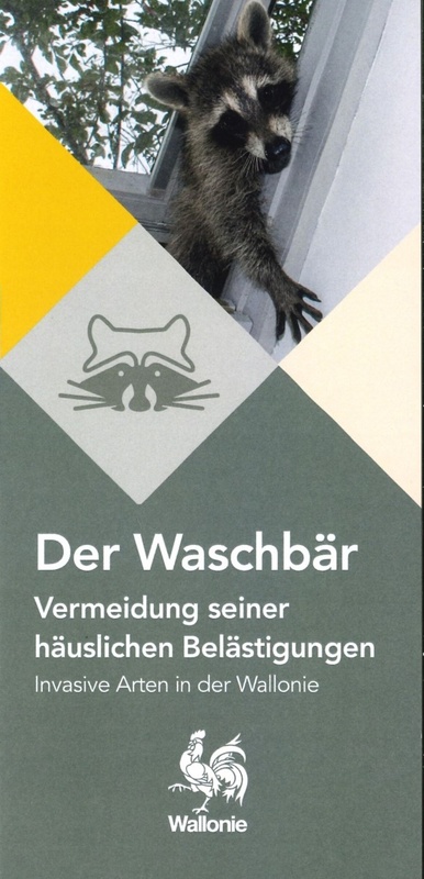 Invasive Arten in der Wallonie. Der Waschbär. Vermeidung seiner häuslichen Belästigungen  [2023] (numérique)