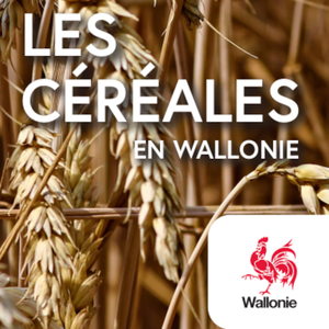 Les céréales en Wallonie [2023] (numérique)